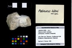 Foto (Objekt + Etikett) von Palinurus kuehni  (NHMW-GEO-1990-0041-2689)